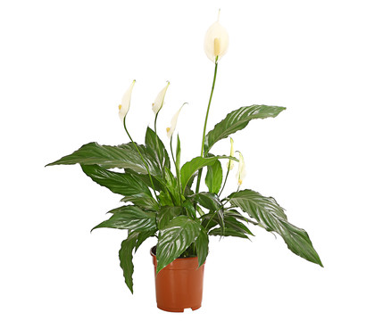 Air So Pure® Einblatt - Spathiphyllum wallisii 'Chico'