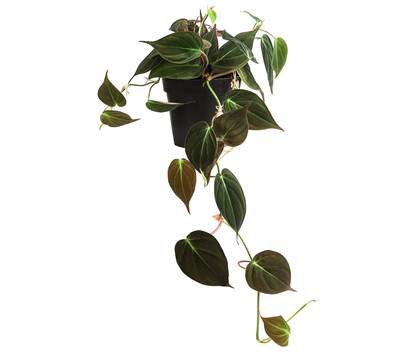 Baumfreund - Philodendron scandens 'Micans'