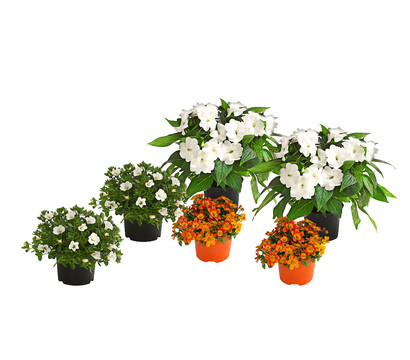 Beet- & Balkonpflanzen-Set Blütencharme, 6-teilig