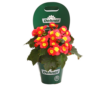 Begonie - Begonia 'Valentino'