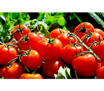 Bioland Tomate, rundfrüchtig