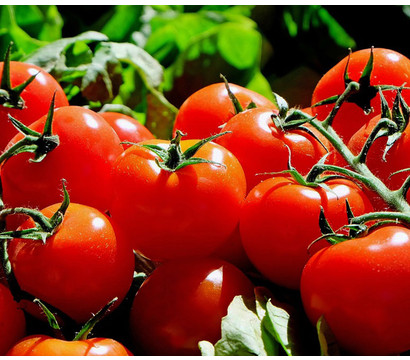 Bioland Tomate, rundfruchtig