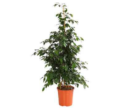 Birkenfeige - Ficus benjamina 'Danielle'