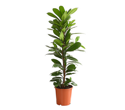 Birkenfeige - Ficus cyathistipula