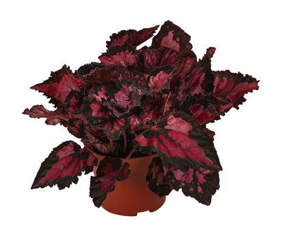 Blattbegonie - Begonia rex-Hybride 'Inca Night'