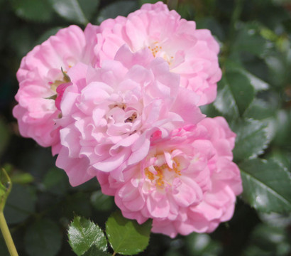 Bodendecker Rose 'Satina®'