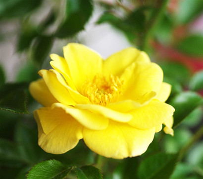 Bodendeckerrose 'Yellow Fairy®'