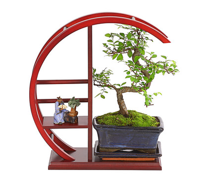 Die Top Vergleichssieger - Finden Sie bei uns die Chinesische ulme bonsai kaufen entsprechend Ihrer Wünsche