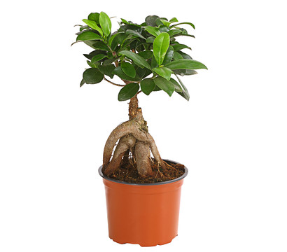 Chinesische Feige - Ficus microcarpa 'Ginseng'