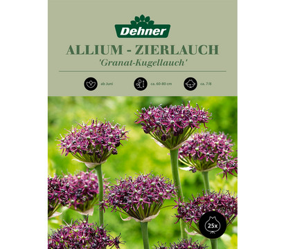 Dehner Blumenzwiebel Allium - Zierlauch 'Granat-Kugellauch', 25 Stk.