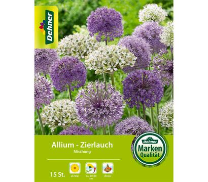 Dehner Blumenzwiebel Allium - Zierlauch Mischung