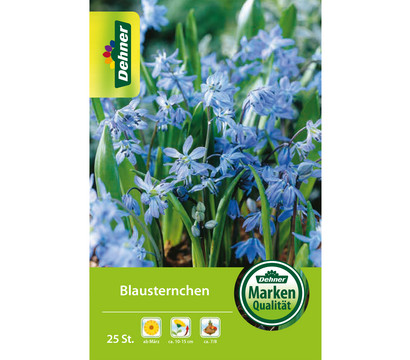 Dehner Blumenzwiebel Blausternchen, 25 Stk.