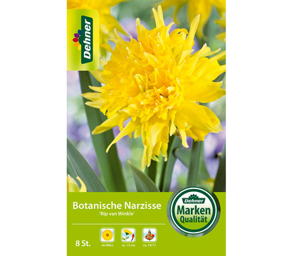 Dehner Blumenzwiebel Botanische Narzisse 'Rip van Winkle', 8 Stk.