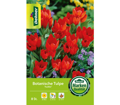 Dehner Blumenzwiebel Botanische Tulpe 'Fusilier'