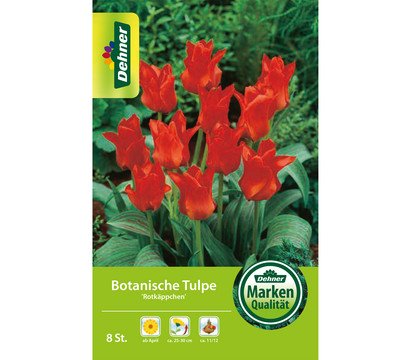 Dehner Blumenzwiebel Botanische Tulpe 'Rotkäppchen', 8 Stk.