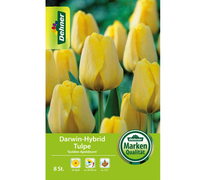 Dehner Blumenzwiebel Darwin-Hybrid Tulpe 'Golden Apeldoorn', 8 Stk.