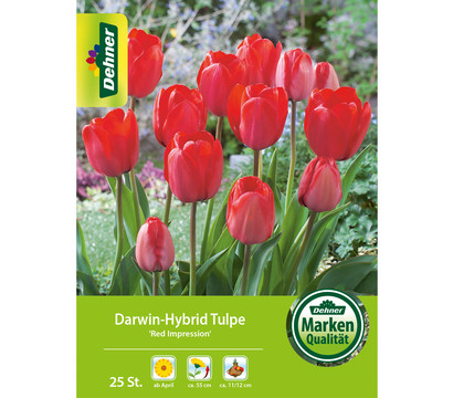 Dehner Blumenzwiebel Darwin-Hybrid Tulpe 'Red Impression', 25 Stk.