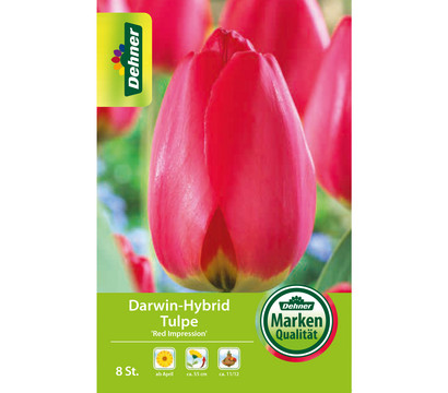 Dehner Blumenzwiebel Darwin-Hybrid Tulpe 'Red Impression', 8 Stk.
