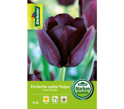 Dehner Blumenzwiebel Einfache späte Tulpe 'Queen of Night', 8 Stk.