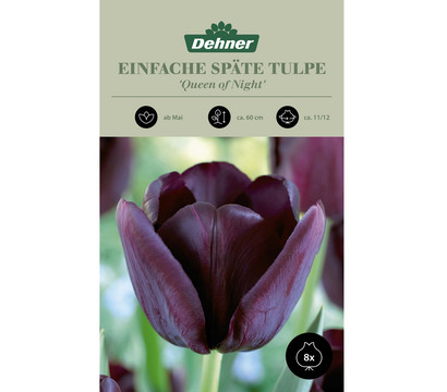 Dehner Blumenzwiebel Einfache späte Tulpe 'Queen of Night', 8 Stk.