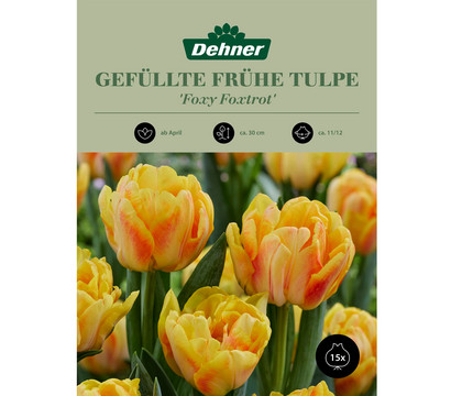 Dehner Blumenzwiebel Gefüllte frühe Tulpe 'Foxy Foxtrot', 15 Stk.