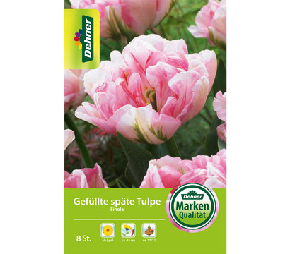 Dehner Blumenzwiebel Gefüllte späte Tulpe 'Finola'