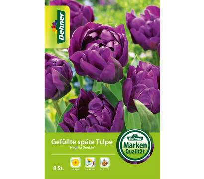 Dehner Blumenzwiebel Gefüllte späte Tulpe 'Negrita Double', 8 Stk.