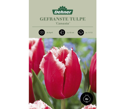 Dehner Blumenzwiebel Gefranste Tulpe 'Canasta', 8 Stk.