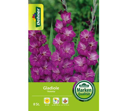 Dehner Blumenzwiebel Gladiole 'Violetta'