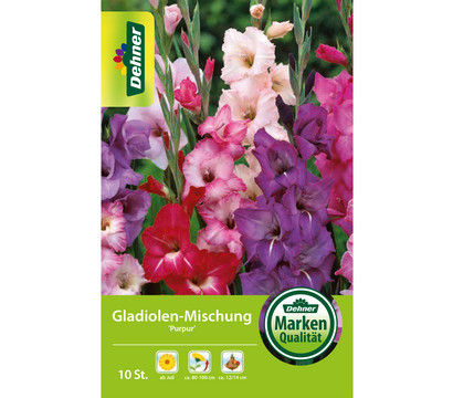 Dehner Blumenzwiebel Gladiolen-Mischung 'Purpur'