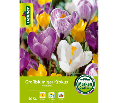 Dehner Blumenzwiebel Großblumiger Krokus Mischung, 40 Stk.