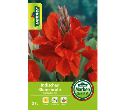 Dehner Blumenzwiebel Indisches Blumenrohr 'Grünlaubig Rot', 2 Stk.
