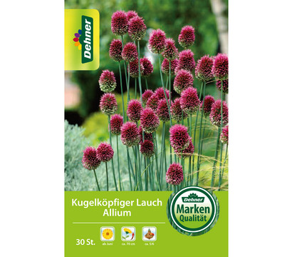 Dehner Blumenzwiebel Kugelköpfiger Lauch Allium, 30 Stk.