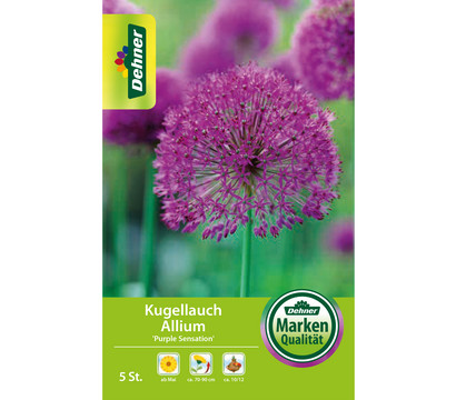 Dehner Blumenzwiebel Kugellauch 'Allium aflatunensce', 5 Stk.