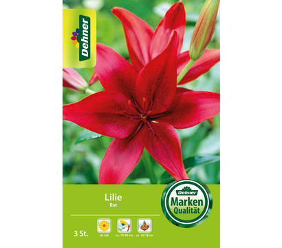 Dehner Blumenzwiebel Lilie 'Rot'