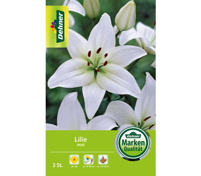 Dehner Blumenzwiebel Lilie 'Weiß'