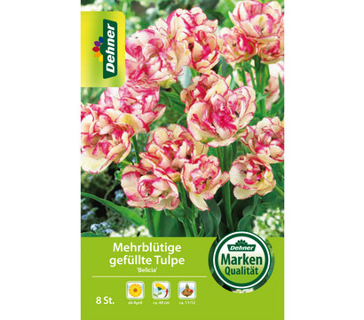 Dehner Blumenzwiebel Mehrblütige gefüllte Tulpe 'Belicia', 8 Stk.