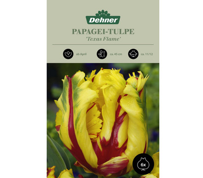 Dehner Blumenzwiebel Papagei-Tulpe 'Texas Flame', 6 Stk.