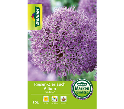 Dehner Blumenzwiebel Riesen-Zierlauch Allium 'Gladiator'