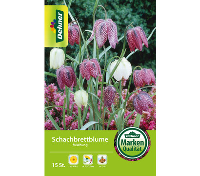 Dehner Blumenzwiebel Schachbrettblume 'Fritillaria meleagris Mischung', 15 Stk.
