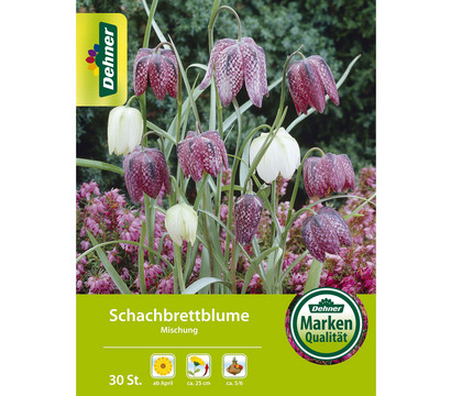 Dehner Blumenzwiebel Schachbrettblume Mischung, 30 Stk.