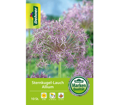 Dehner Blumenzwiebel Sternkugel-Lauch Allium, 10 Stk.