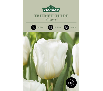 Dehner Blumenzwiebel Triumph-Tulpe 'Calgary', 6 Stk.