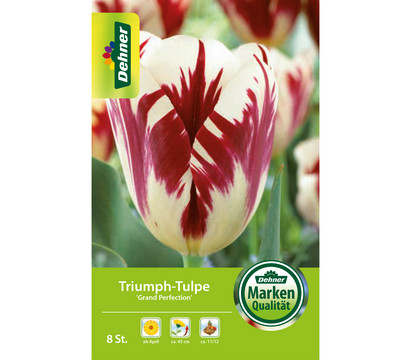 Dehner Blumenzwiebel Triumph-Tulpe 'Grand Perfection', 8 Stk.