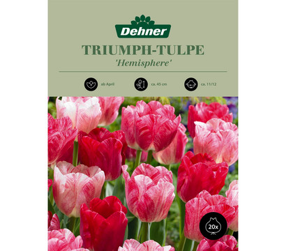 Dehner Blumenzwiebel Triumph-Tulpe 'Hemisphere', 20 Stk.