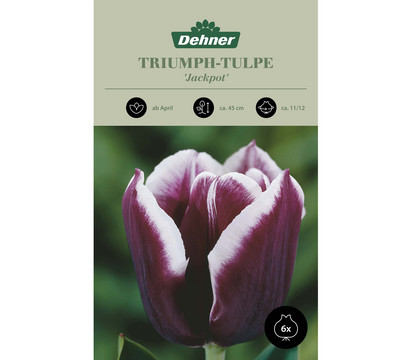 Dehner Blumenzwiebel Triumph-Tulpe 'Jackpot', 6 Stk.