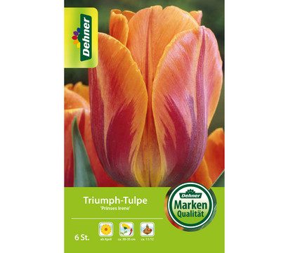 Dehner Blumenzwiebel Triumph-Tulpe 'Prinses Irene', 6 Stk.