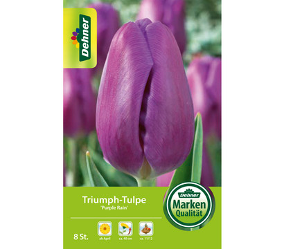 Dehner Blumenzwiebel Triumph-Tulpe 'Purple Rain', 8 Stk.