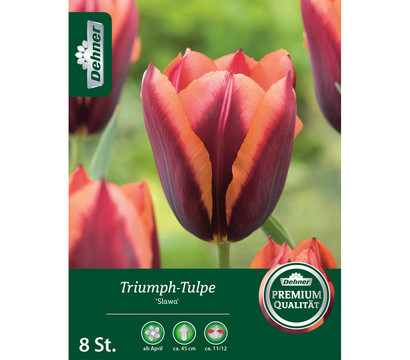 Dehner Blumenzwiebel Triumph-Tulpe 'Slawa'