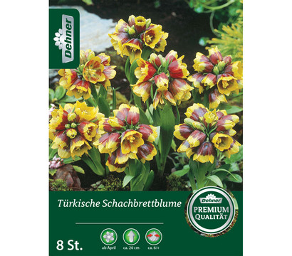 Dehner Blumenzwiebel Türkische Schachbrettblume, 8 Stk.